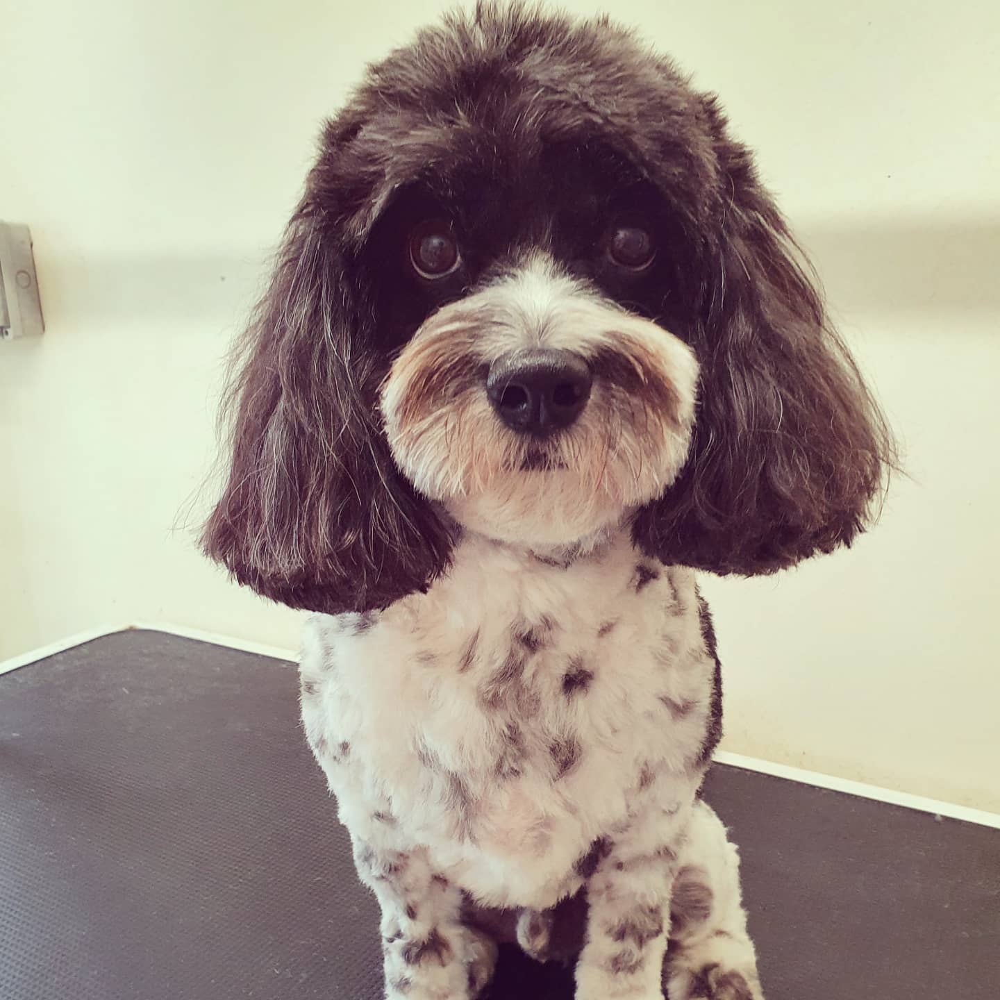 worthing dog groomer - ralph - cavapoo